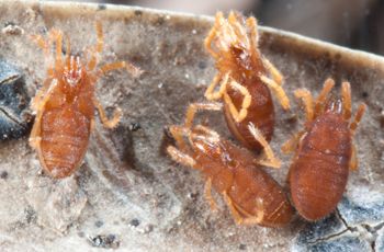 Media type: image; Invertebrate Zoology 132373